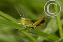 Common Field Grasshopper.